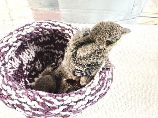 The baby birds I took to the center. The worker gave them this knit cup while I completed the intake paperwork.