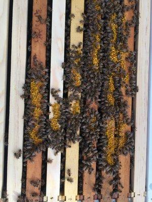 bees eating pollen in the hive