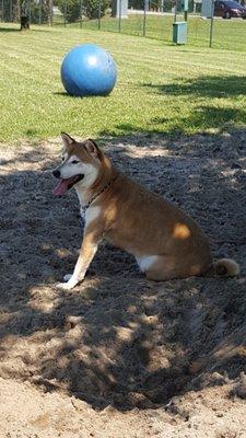 sandy areas under nice shade for dogs to cool off in