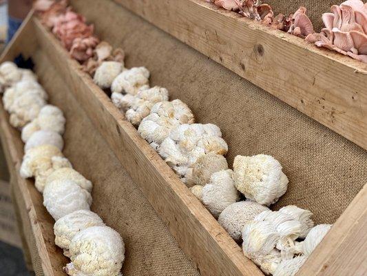 Lion's Mane Mushrooms from Golden State Papayas