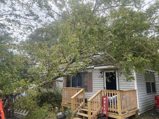 Tree on house