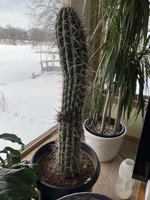 That is the biggest cactus I have ever bought.