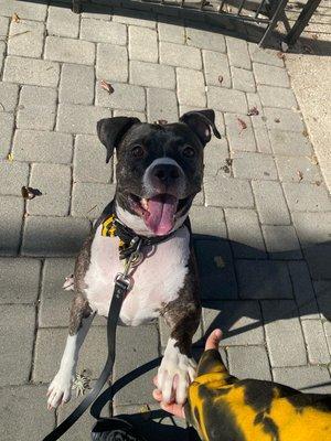 Happy dog, happy walks - Trusty Tails