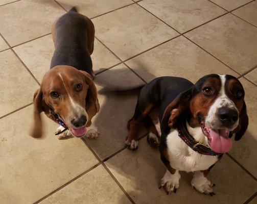 2 Super Happy Hounds