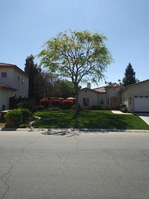 This is the way your Chinese Elm should look after it is trimmed!!! BakersfieldTreeService.com