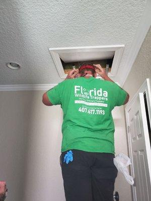 Attic Inspections in the FL Summer is brutal, but we have to get the animals out.