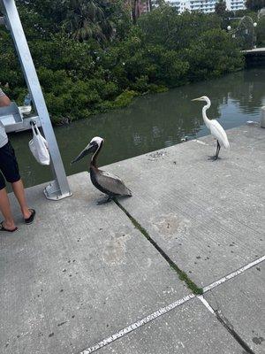 They knew if was cleaning time. They were so funny to watch