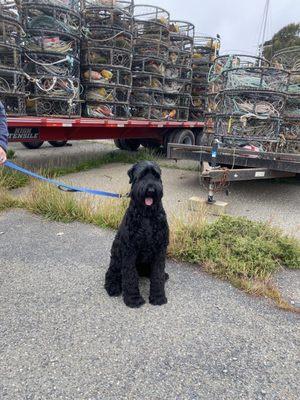 Pork the giant schnauzer, visiting Bodega Bay