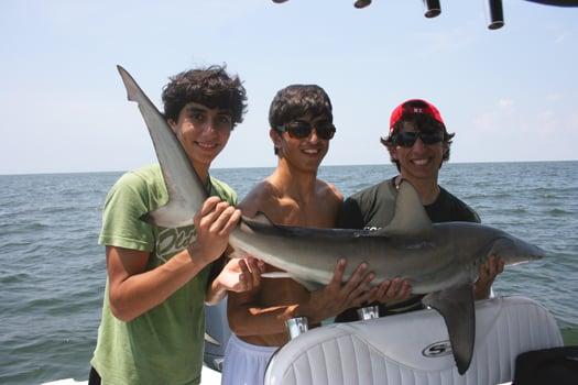 Black Tip Shark