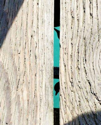 Birds living under the pier