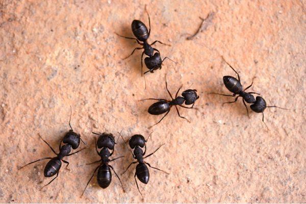 Carpenter Ants