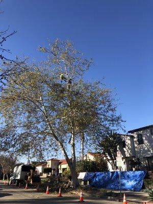 Crown cleaning a Large Sycamore located on parkway.