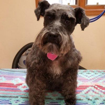 Schnauzer after grooming