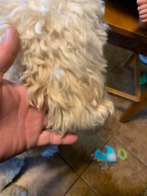 Super matted dog ear?