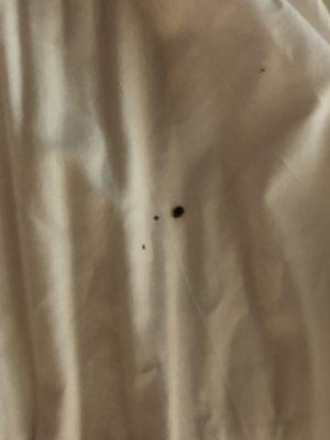 Bed bugs in room 100