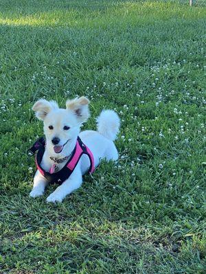 Doggie at the park