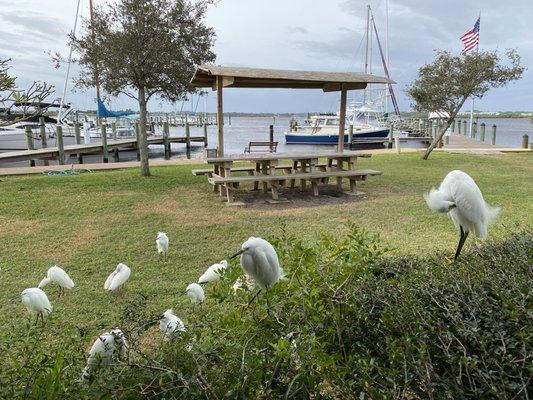 Outside with the feathered patrons. Great view of the bridge, inter coastal