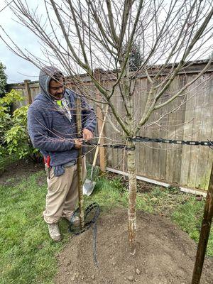 Stabilizing the tree to ensure it's protected against the wind and elements.