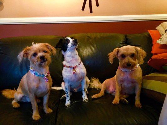 Thanks for great grooming service for our three fur babies, We are very happy with your continued great service.