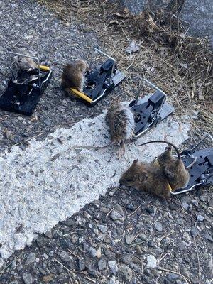 Mice cleanup outside restaurant