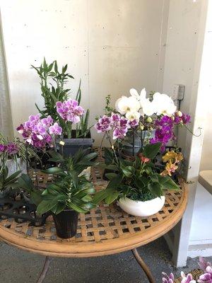 Calming and zen-like Orchids are like a spice of life...simple pleasures and things of beauty....