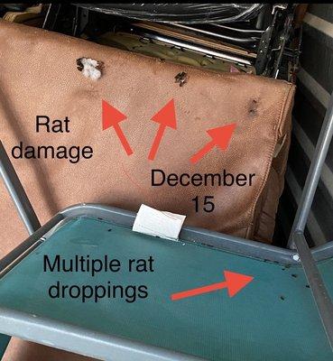 Rat droppings and damage