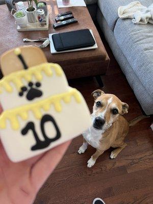 Patiently waiting for some cookies!