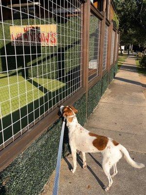 Dog friendly bar