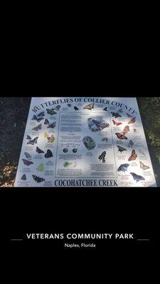 Butterflies of Collier county info board