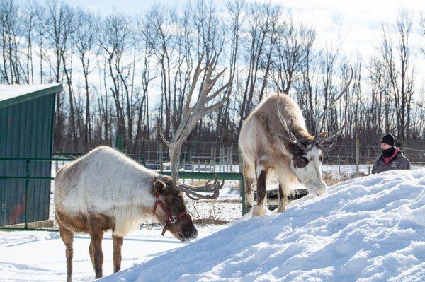 Majestic Reindeer