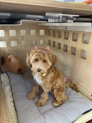 Love the bows. (Please note- the weird shaved legs are due to a medical procedure we had done. Not the groomers! The groomers did great!)