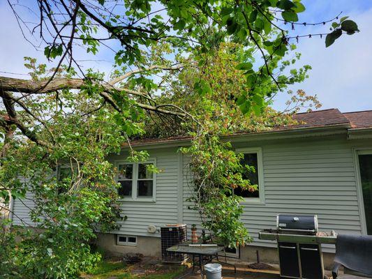 A tired, cranky neighbor's tree on our house.