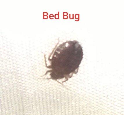 Call us regarding your bed bug problems.