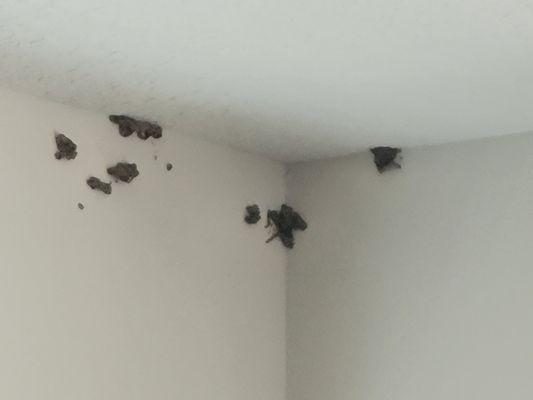 Termites forming in living room