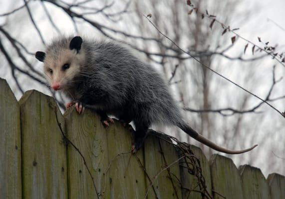 Rodents, Raccoons and Opossums have a lot of activity this time of year with the cold weather...