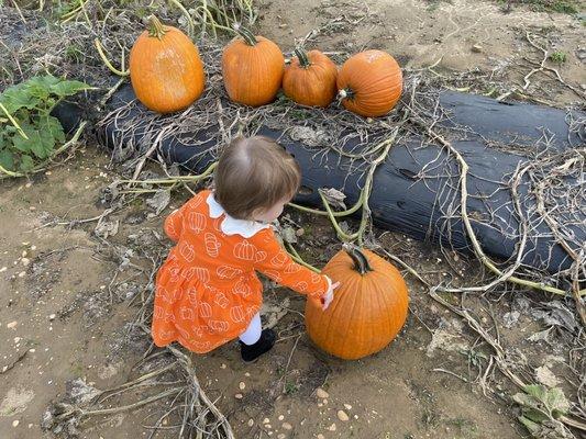 Pumpkin patch time!