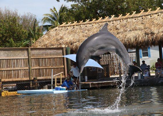 Dolphin Research Center