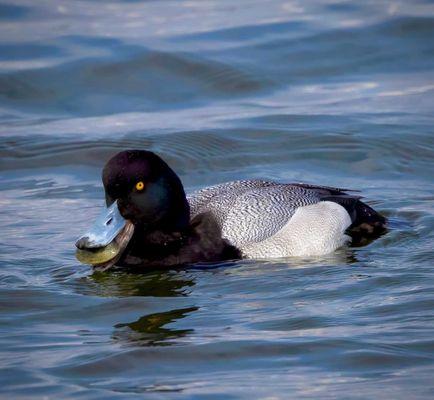 Lesser Scaup eating a giant clam!! They were swallowing them WHOLE!! :-o