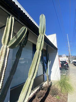 Cool cactus next door.