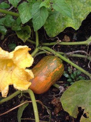 Squash are coming!