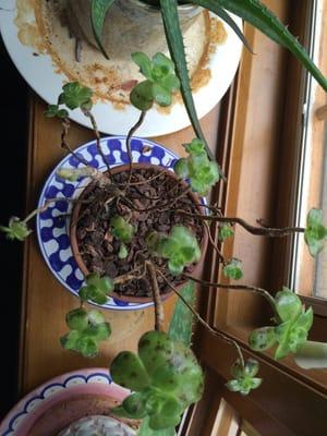 Mealybug-infested aeonium that swiftly worsened in months after purchase. The infection was so extensive it became untreatable.