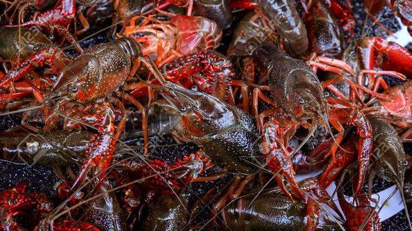 Live Farm Raised Crawfish