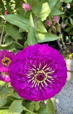 Brightly colored Zinnias!