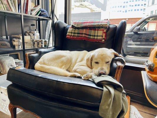 Diesel, the adorable store dog. So friendly and great with other pups.