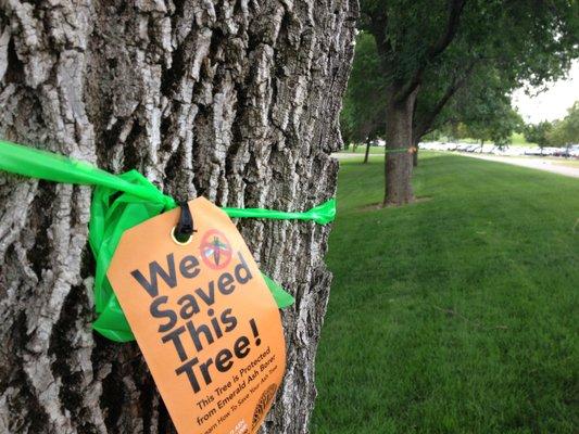 Treated Ash Tree for Emerald Ash Borer