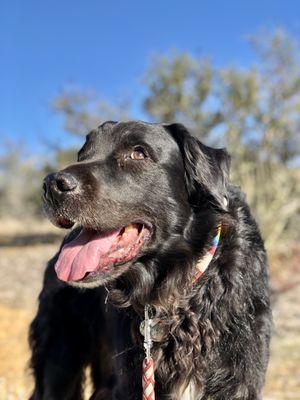 12 years old and still an avid hiker!