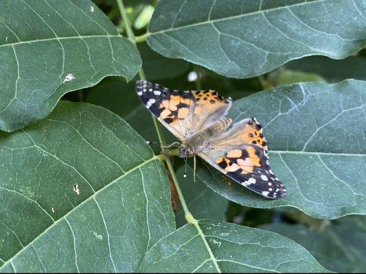 Butterfly on plant after release