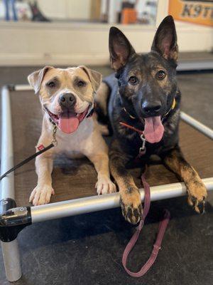 Ziggy (left) making new friends during her bootcamp, she is learning to share place, water, toys and even food with them.
Good job! Ziggy