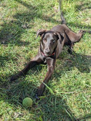 Dobalina (shout out to Vet Tech Jane and obscure 90's East Bay Rapper references), now Luna, at home in the backyard before her amputation.