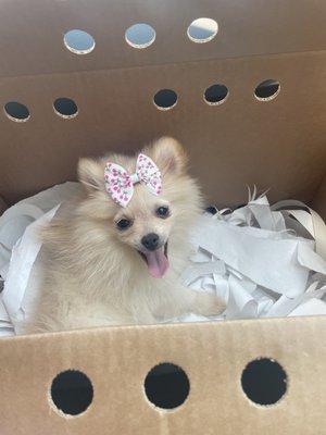 baby pomeranian